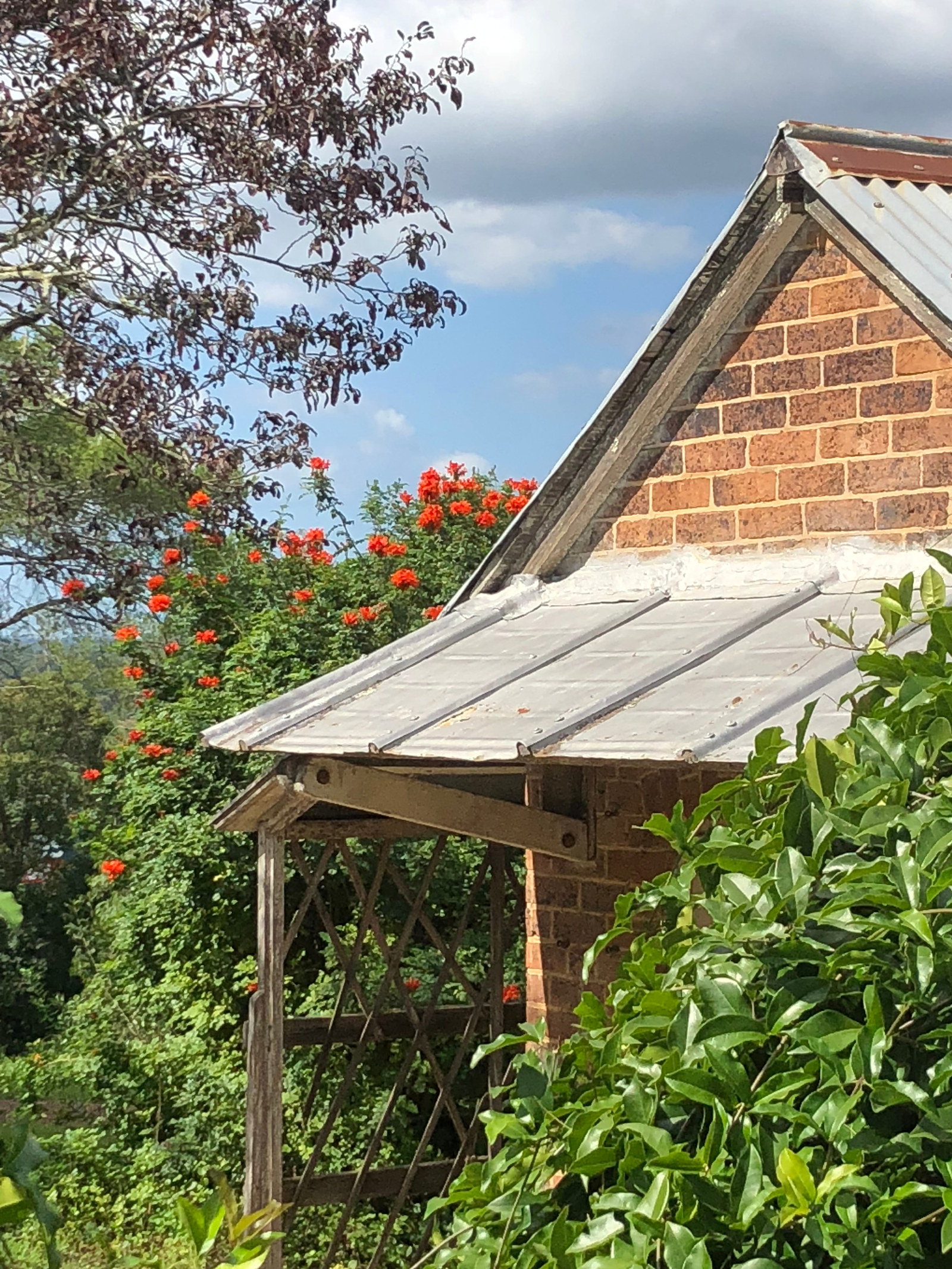 the bright orange-red flowers of the Tecoma appear over the top of the Bath House building at Rouse Hill House and Farm with contrasting foliage from the plum