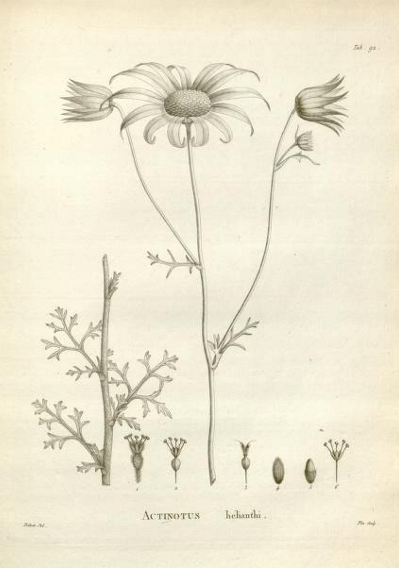 Flannel flower  drawn by french botanist Jacques-Julien Labillardiere