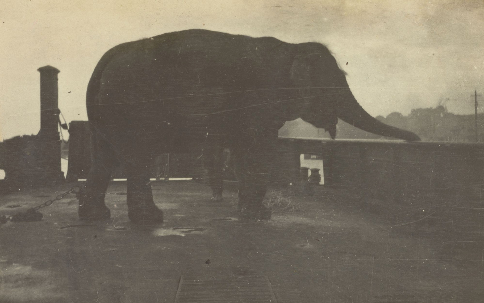 Photograph of Jessie the elephant on the vehicle ferry Kedumba in 1916