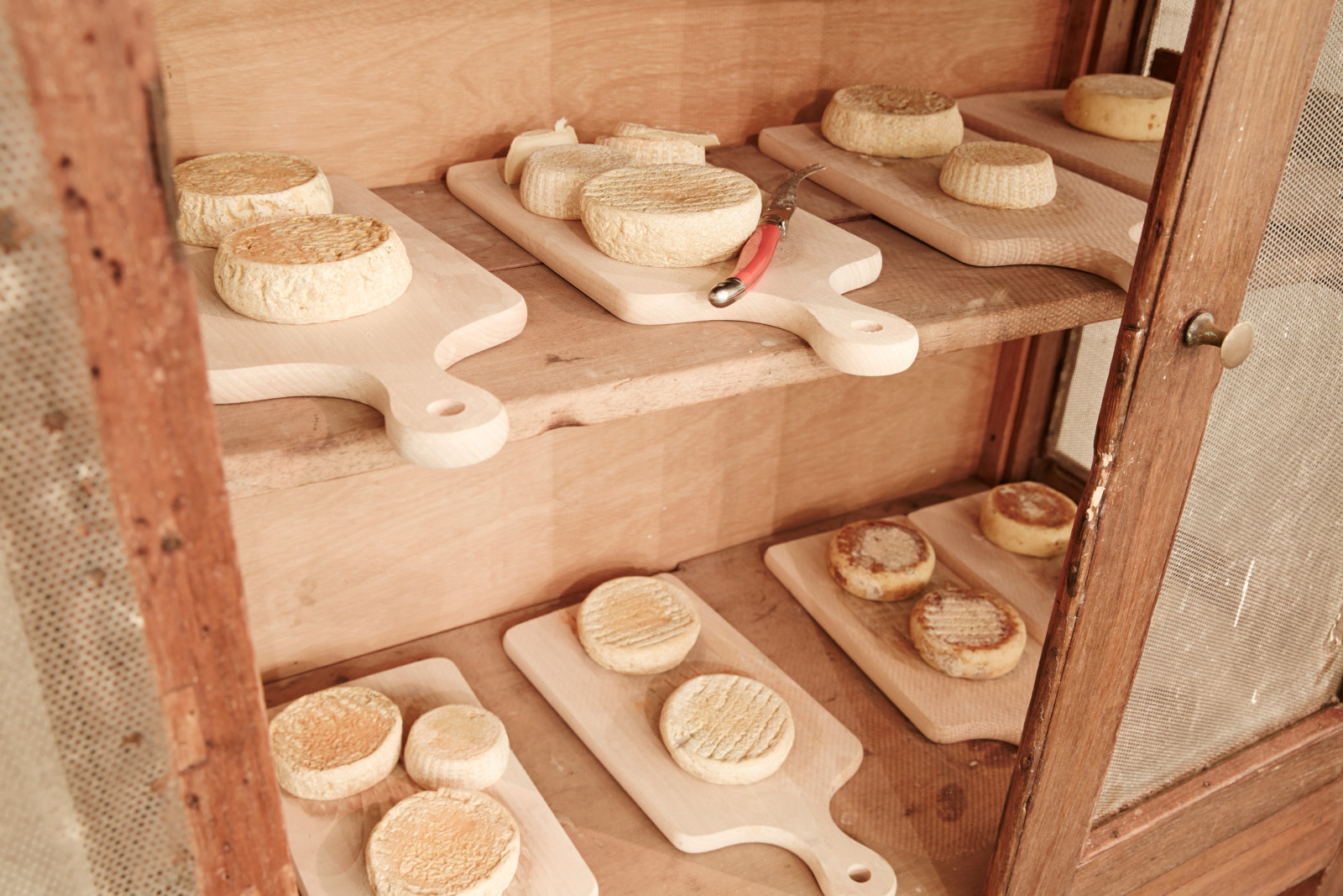 Soft cheeses made by Kristen Allan, ripening on boards in a food safe.