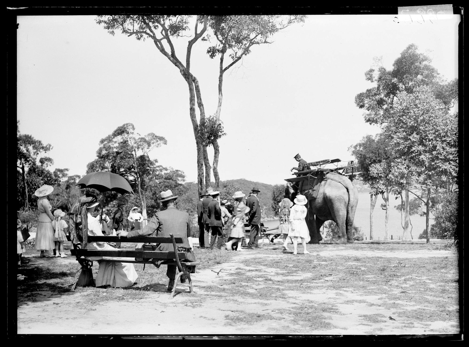 Jessie the elephant wearing the howdah at Taronga Zoo, February 1917.