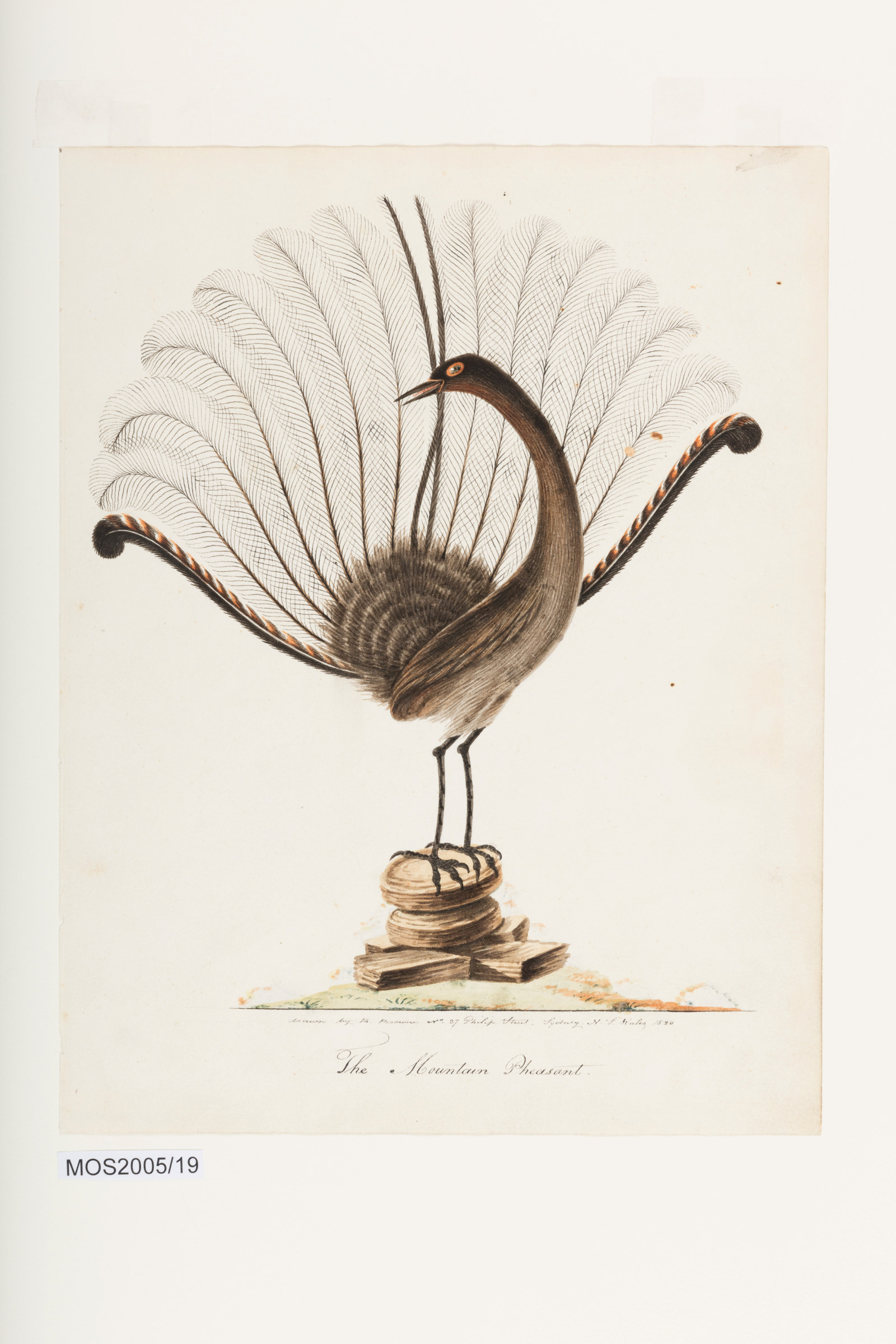 The mountain pheasant, darwn by R. Browne, bo.26 Philip Street, Sydney N.S. Wales, 1820